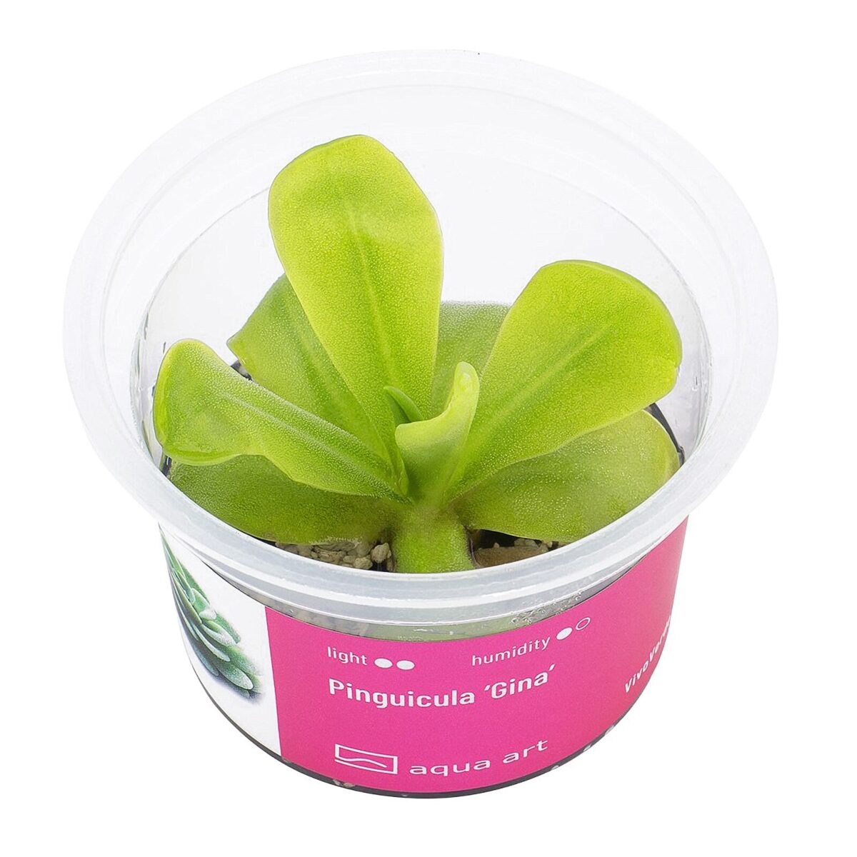 Pinguicula ‘Gina’ / Fettkraut sp. 'Gina' – Bild 1