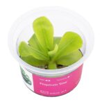Pinguicula ‘Gina’ / Fettkraut sp. 'Gina'