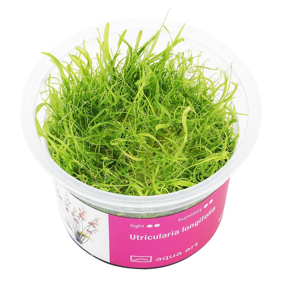 Utricularia longifolia / Langblättriger Wasserschlauch – Bild 1