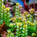 656222923_1337878755027968_768537954963992157_n