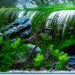 Clear Stream iaplc
