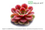 Pinguicula 'Sethos' / Fettkraut sp. 'Sethos' – Bild 2