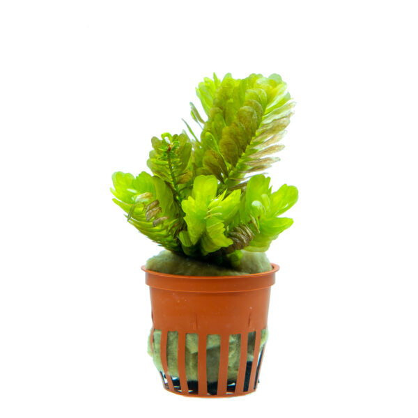 Rotala sahyadrica