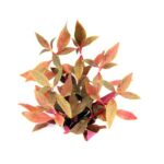 Alternanthera reineckii "Red Ruby/ Rosanervig" – Bild 2
