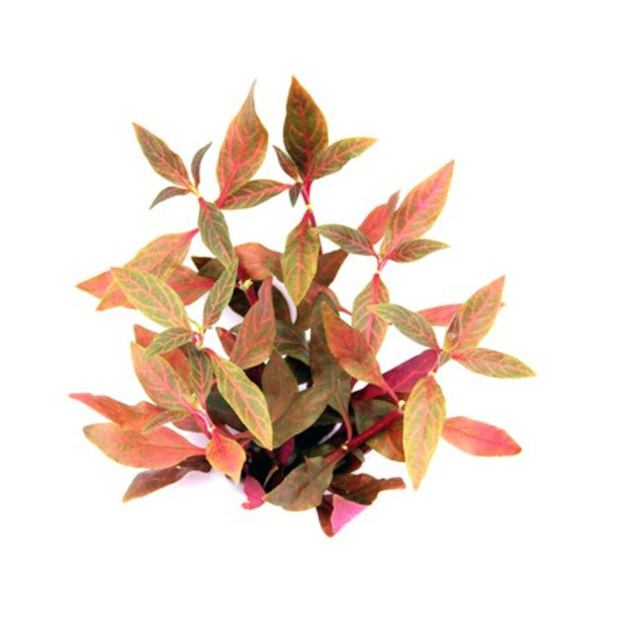 Althernantera reinecki red ruby Alternanthera reineckii "Red Ruby/ Rosanervig" – Bild 2