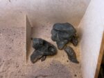 Hardscape - Vorschlag A- Hakkai Iwagumi - ab 35 - 80 Liter – Bild 4