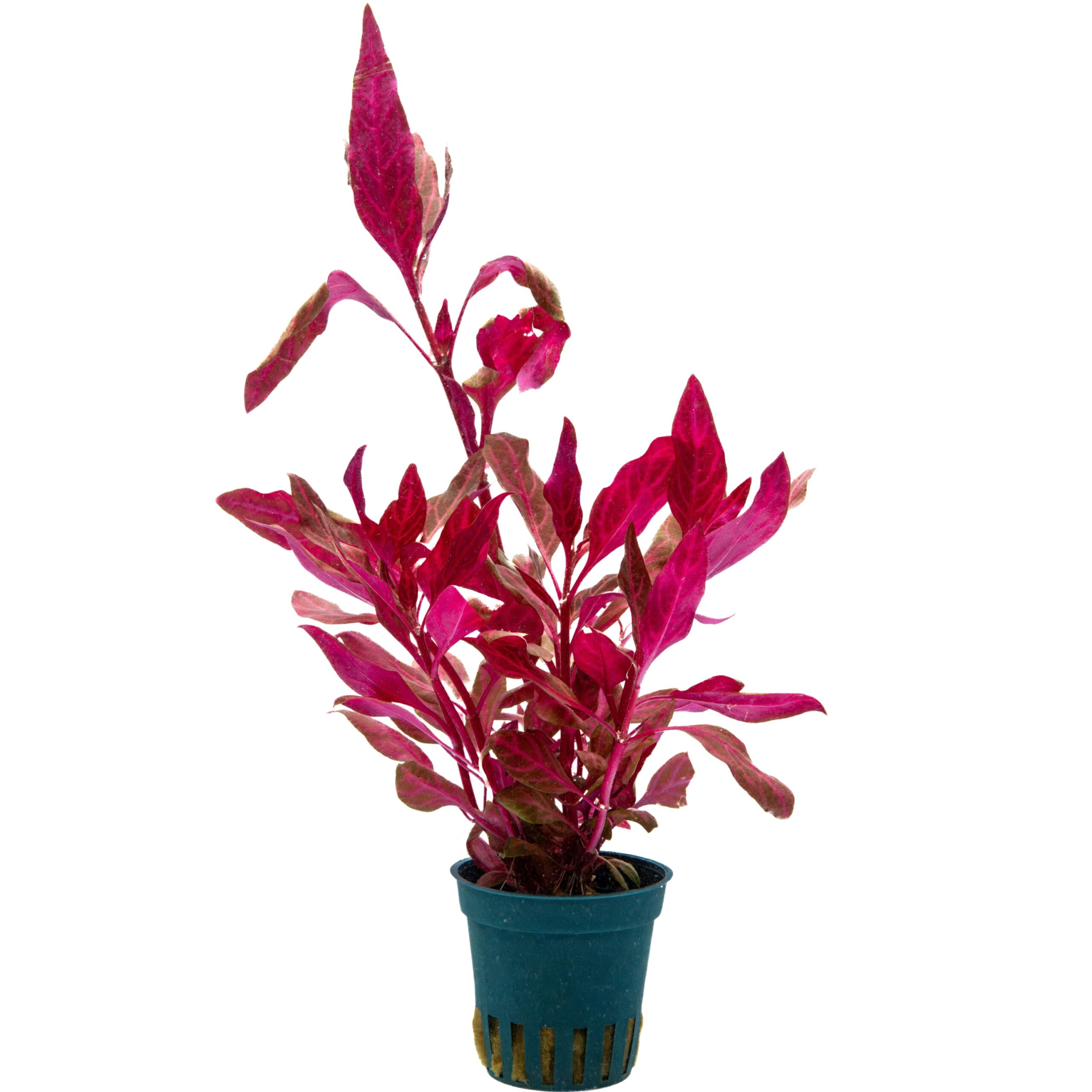 Alternanthera reineckii Red Ruby Alternanthera reineckii "Red Ruby/ Rosanervig" – Bild 1