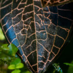 Macodes "Firebird" / Juwelorchidee "Firebird" – Bild 2