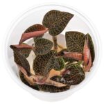 Macodes "Firebird" / Juwelorchidee "Firebird"