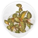 Macodes "Goldnetz" / Juwelorchidee "Goldnetz