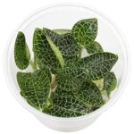 Macodes "Silbernetz" / Juwelorchidee "Silbernetz"