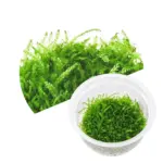 Callicostella prabhaktina