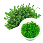 Glossostigma elatinoides