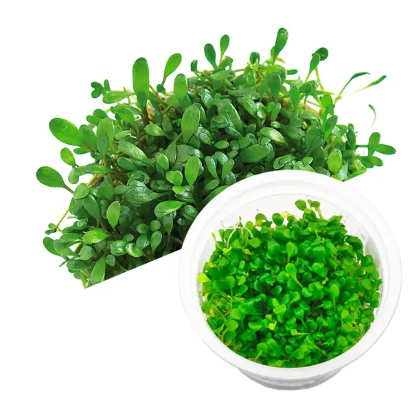Glossostigma elatinoides