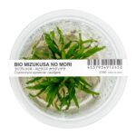 Cryptocoryne spiralis " Caudigera"