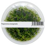 Peperomia emarginella