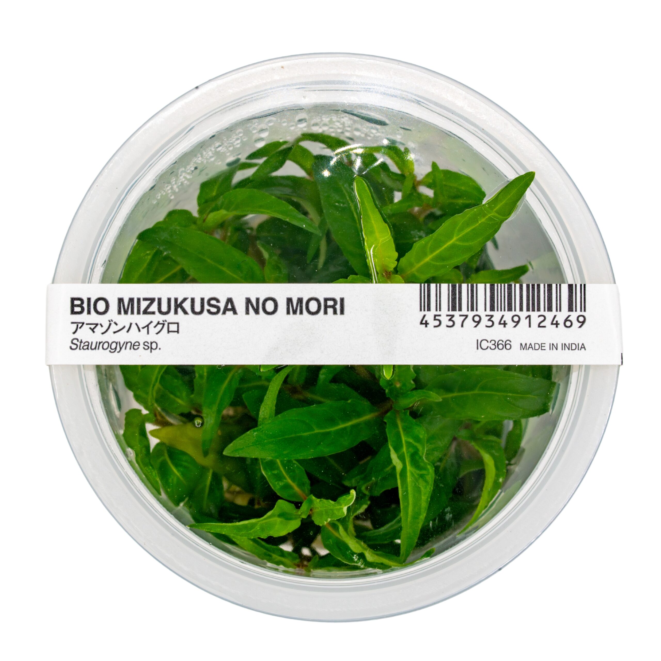 ADAStaurogyneSP Staurogyne sp "Porto Velho" – Bild 1