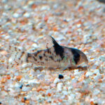 Corydoras Hiplosoma sp. CW115