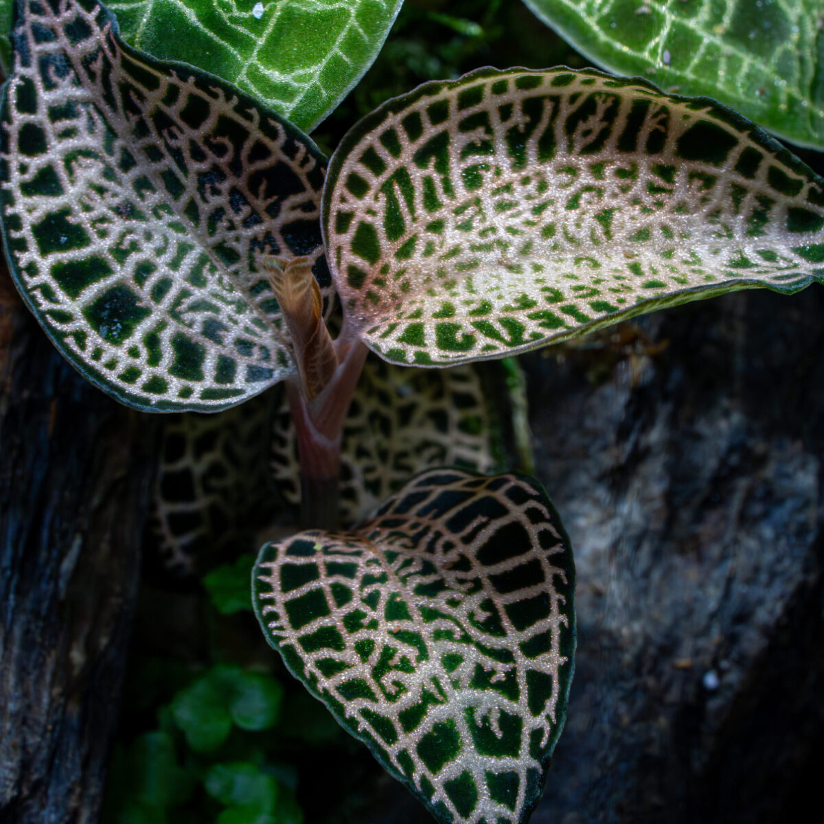 Macodes "Goldnetz" / Juwelorchidee "Goldnetz – Bild 2