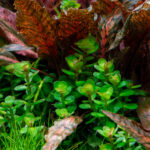 Rotala indica "Bonsai" – Bild 3