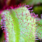 Drosera adelae – Bild 2