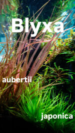 Blyxa aubertii "Red" – Bild 3