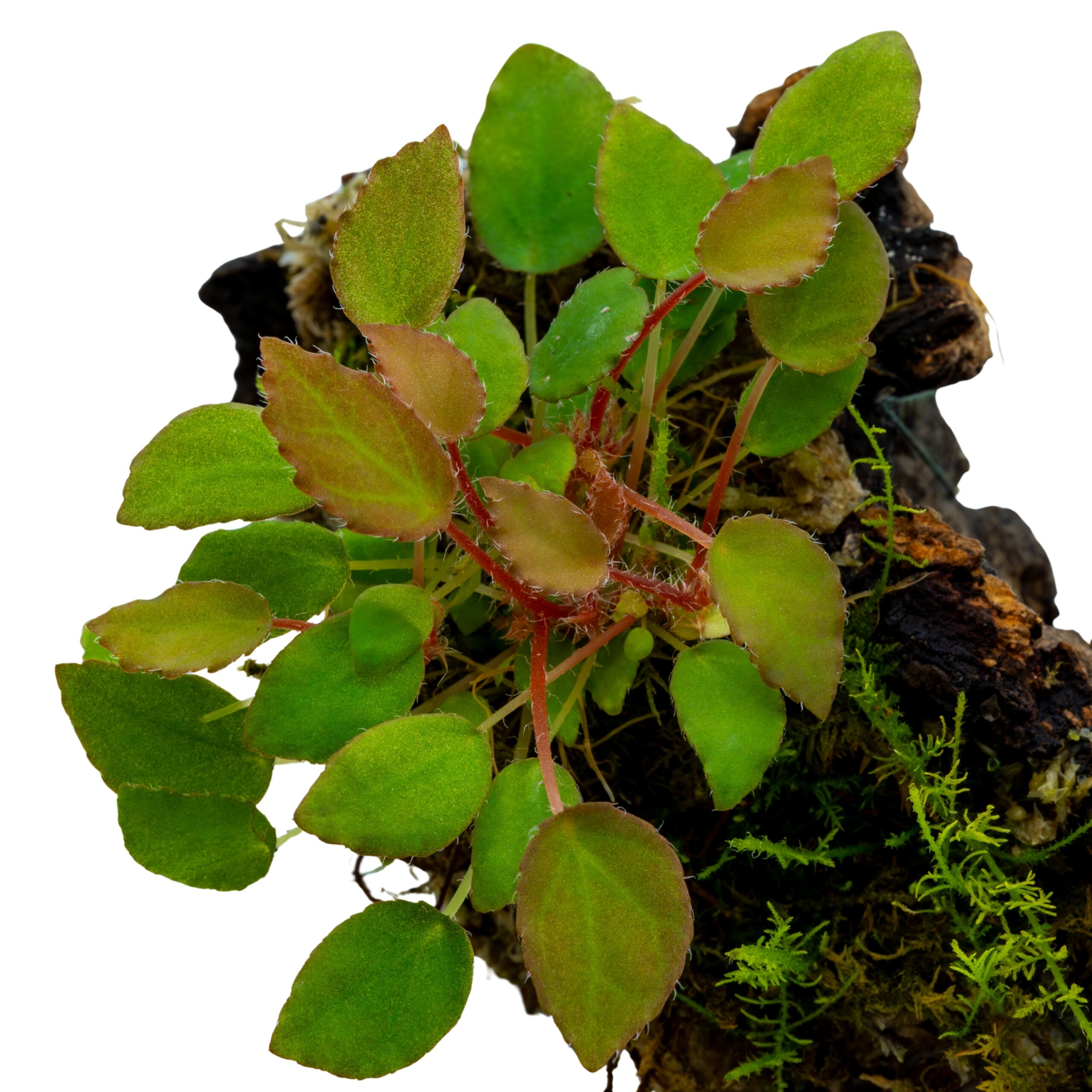 Begonia vankerckhovenii Begonia vankerckhovenii – Bild 3