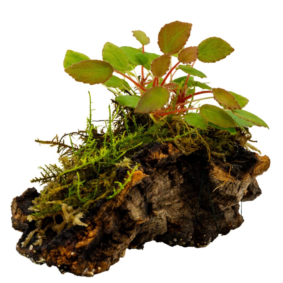 Begonia vankerckhovenii – Bild 1