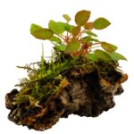 Begonia vankerckhovenii