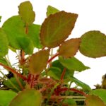 Begonia vankerckhovenii – Bild 2