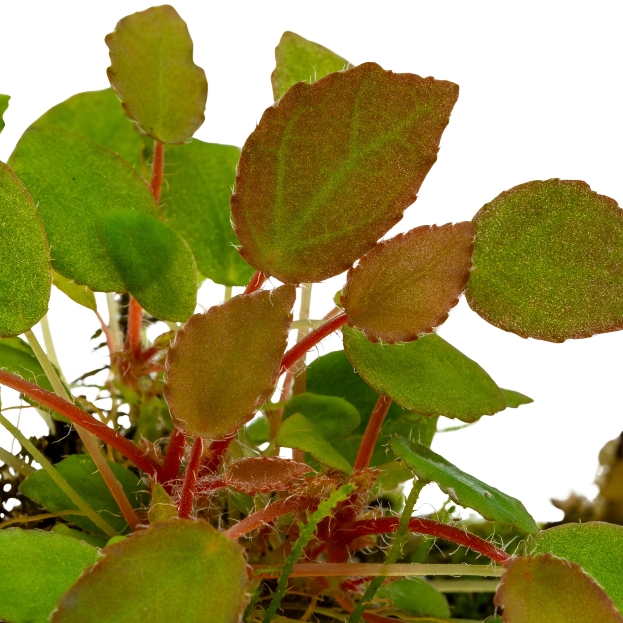 Begonia vankerckhovenii (3) Begonia vankerckhovenii – Bild 2