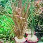 Blyxa aubertii "Red"