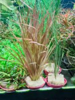 Blyxa aubertii "Red"