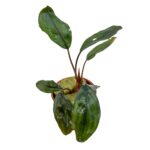 Bucephalandra "Melawi Fine Edge"