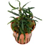Bucephalandra "Velvet Tricolor" – Bild 2