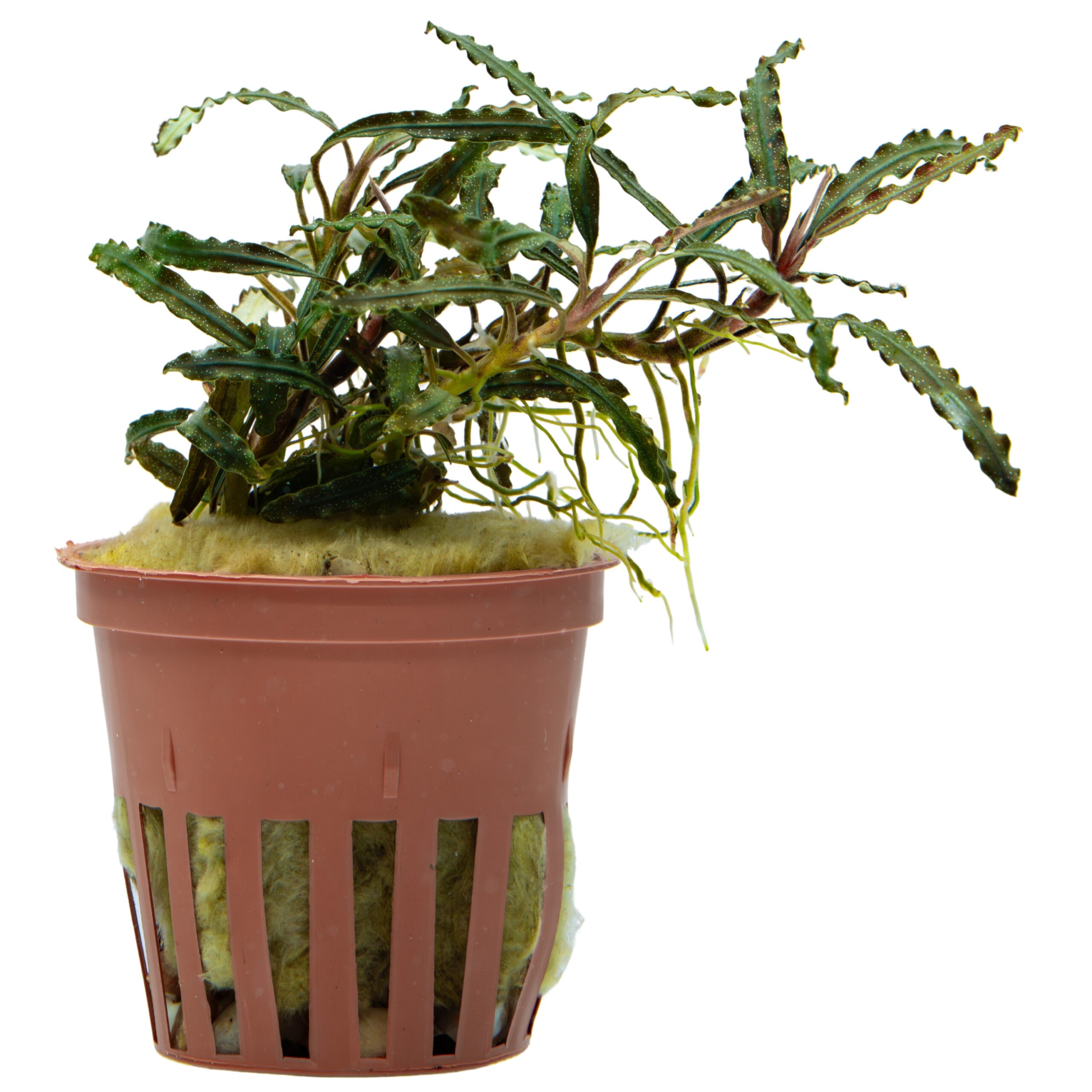 Buce_fineEdge2 Bucephalandra "Velvet Tricolor" – Bild 1