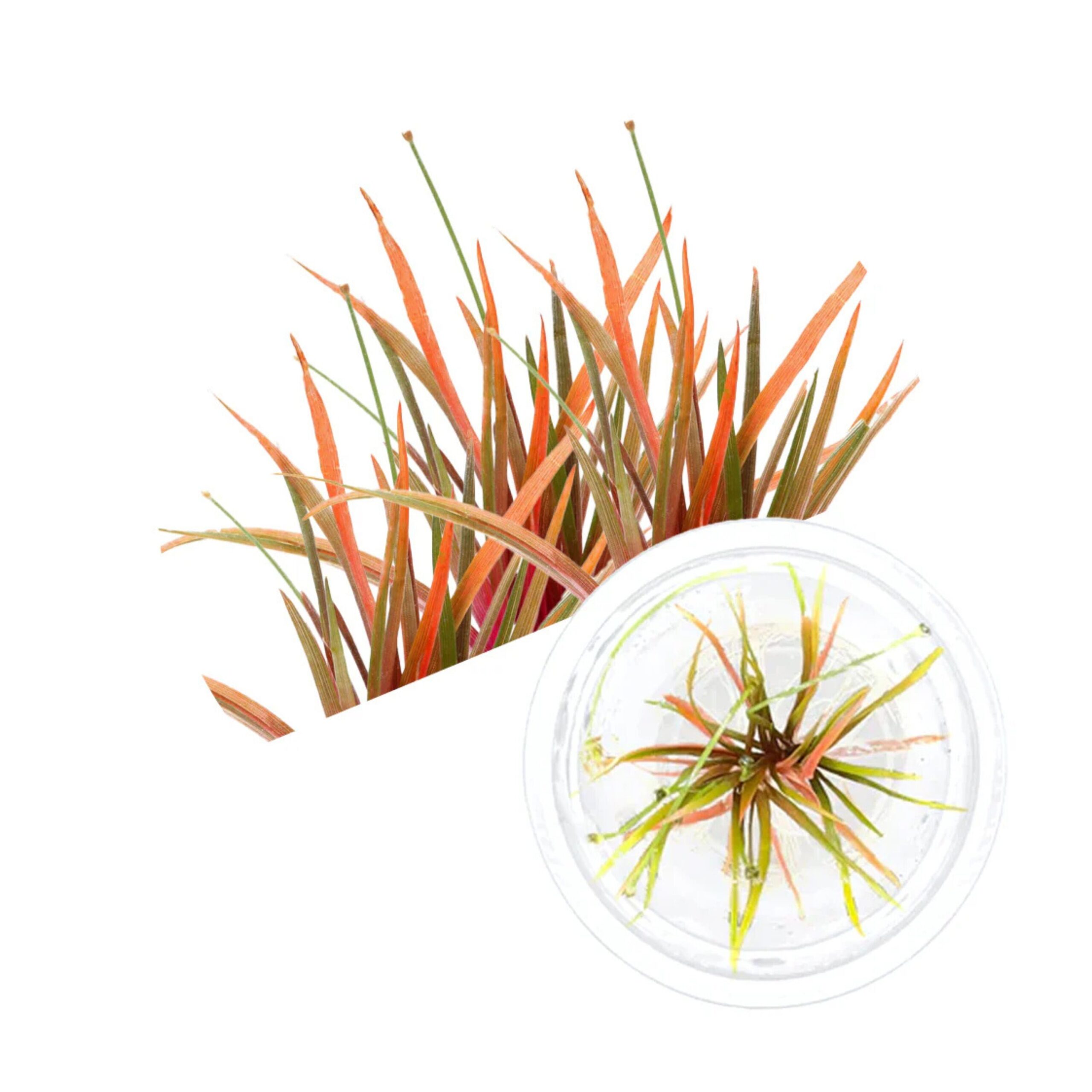 Eriocaulon quinquangulare Eriocaulon quinquangulare – Bild 1