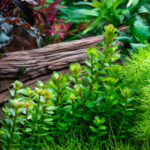 Rotala indica "Bonsai" – Bild 2