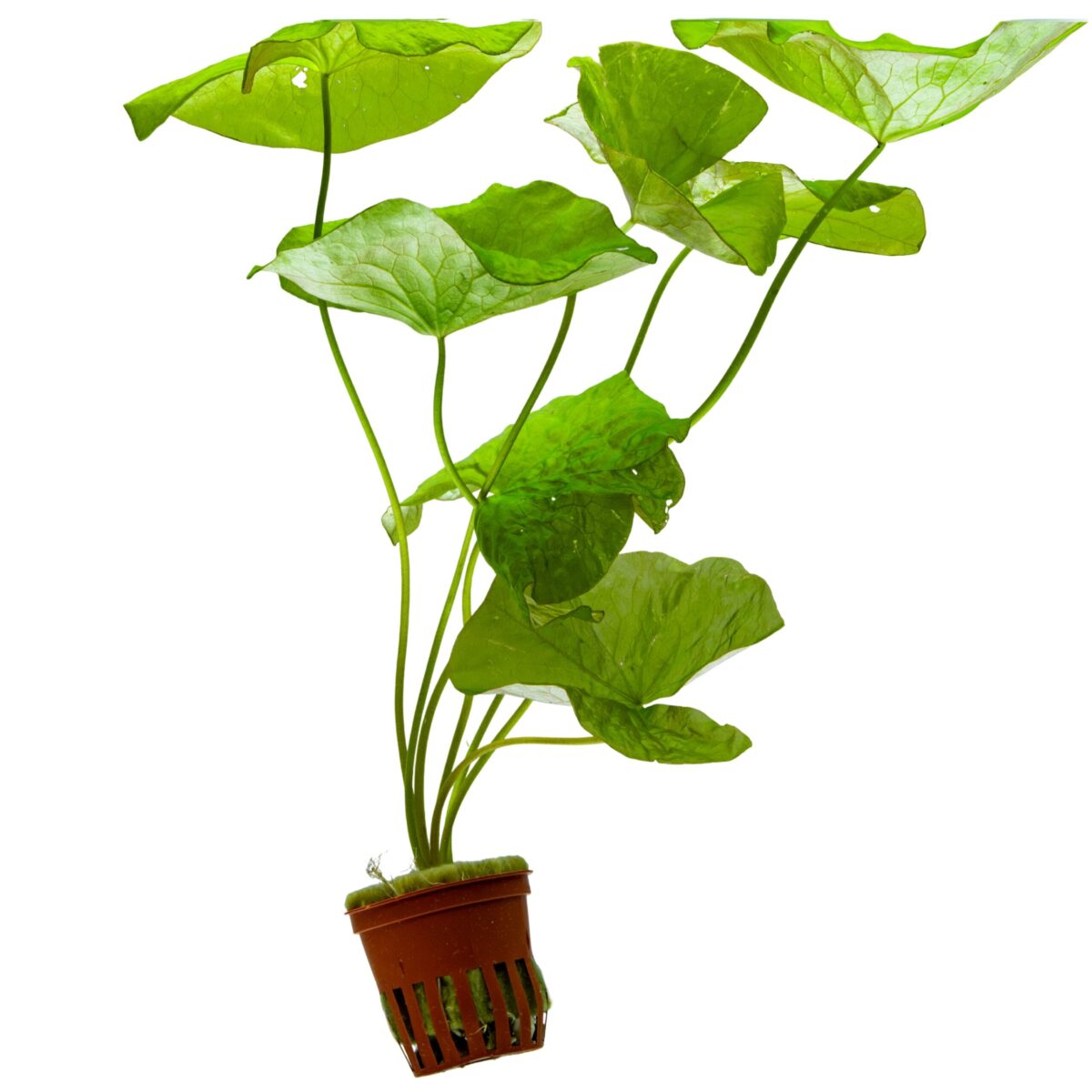 Nymphaea sp. 'Goias' – Bild 1