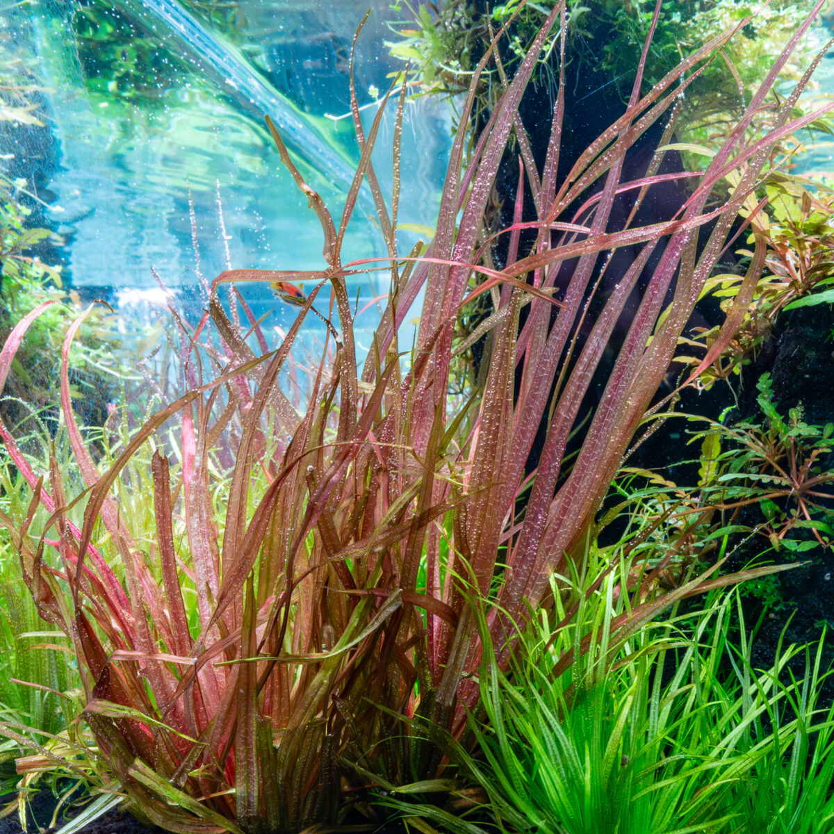 Blyxa aubertii "Red" – Bild 2
