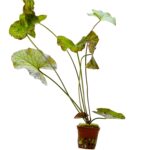 Nymphaea lotus "grün"