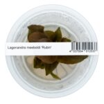 Lagenandra meeboldii 'Rubin' – Bild 2