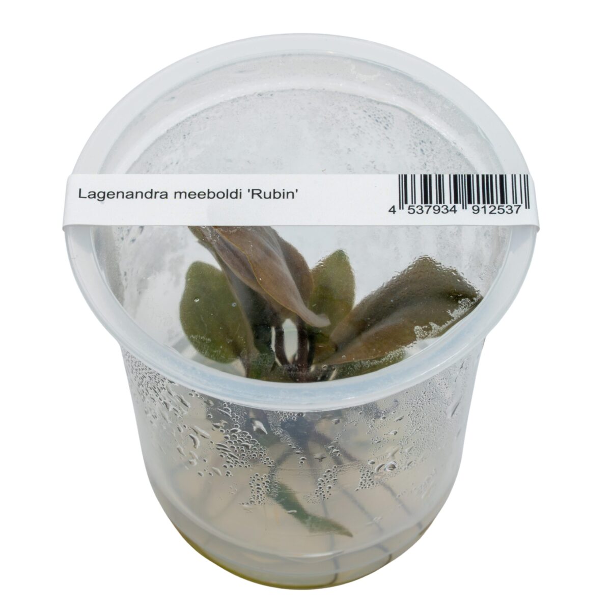 Lagenandra meeboldii 'Rubin' – Bild 1