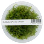 Oedicladium pseudo-rufescens – Bild 2