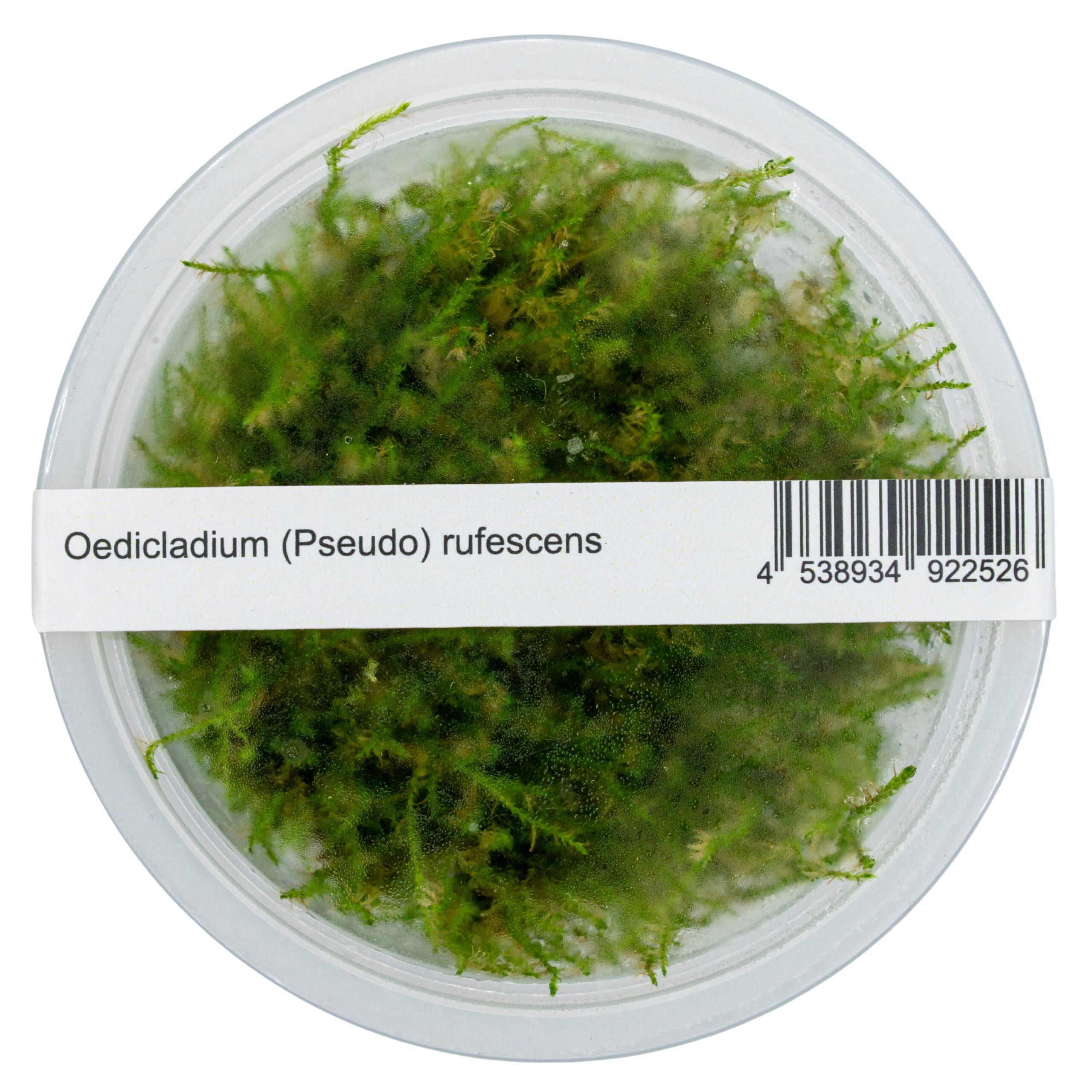 rufescens Oedicladium pseudo-rufescens – Bild 2