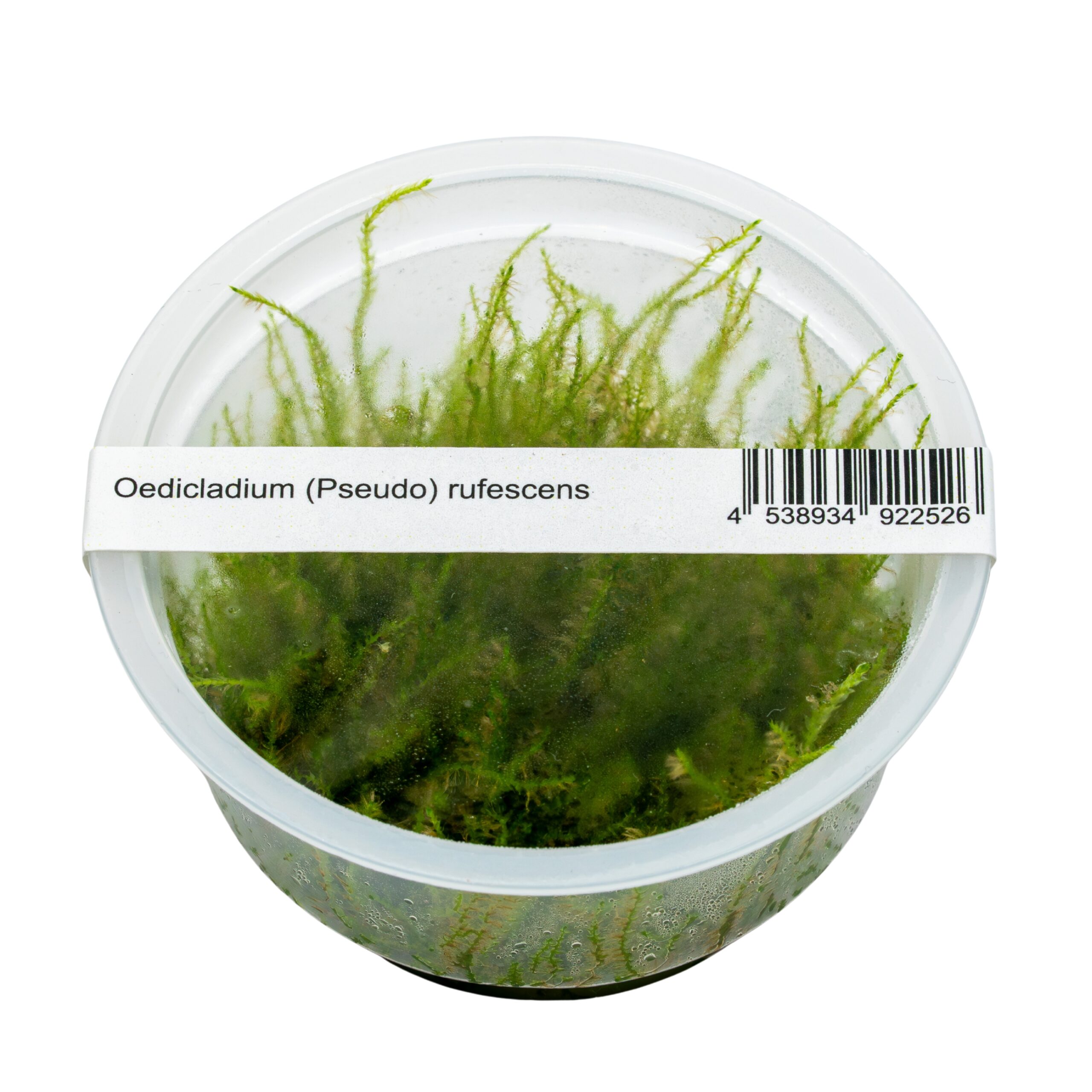 rufescens2 Oedicladium pseudo-rufescens – Bild 1