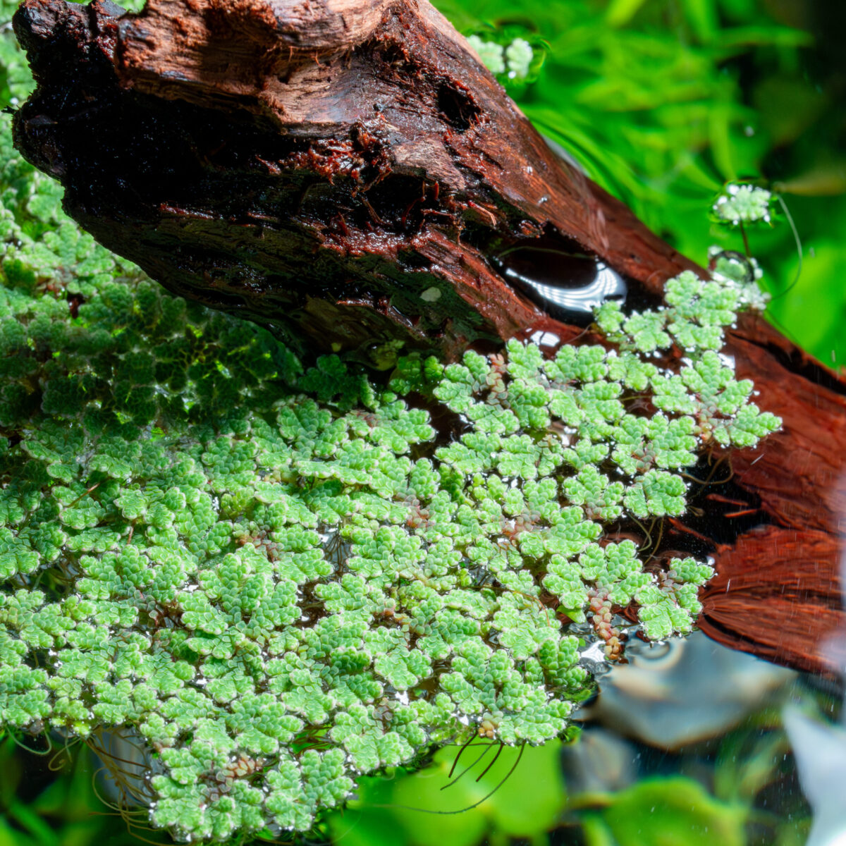 Azolla filiculoides Portion – Bild 1