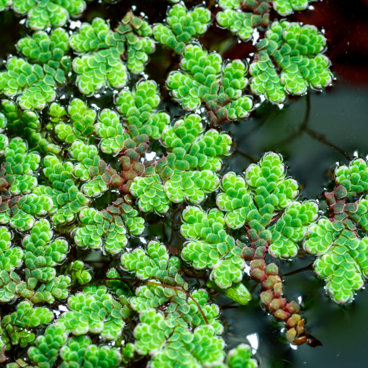 Azolla filiculoides Portion – Bild 3