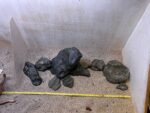 Hardscape - Vorschlag F - 80 - 100 cm – Bild 5