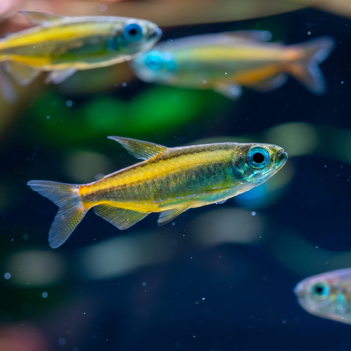 Phenacogrammus aurantiacus / Goldener Kongosalmler – Bild 1